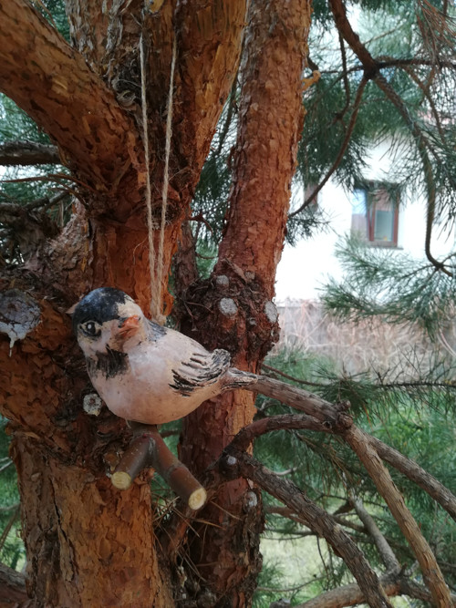 Ptáček větší — foto 2