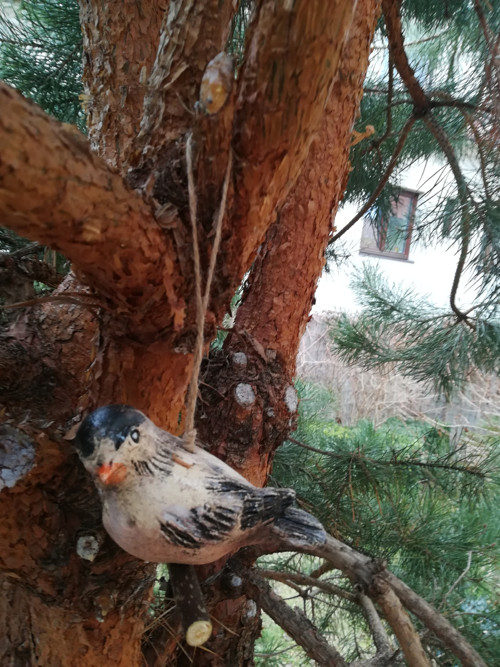 Ptáček větší — foto 3
