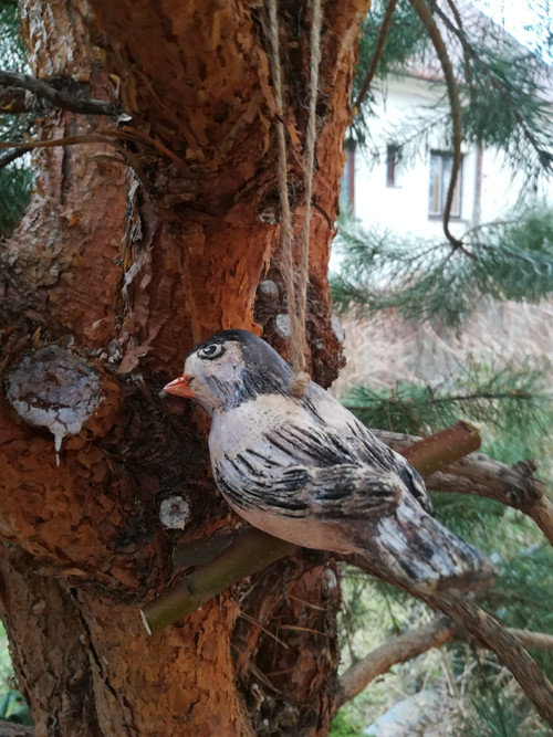 Ptáček větší — foto 4