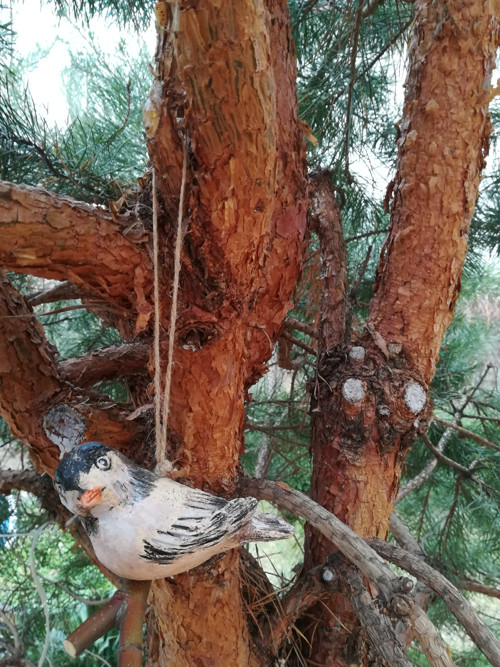 Ptáček větší — foto 5