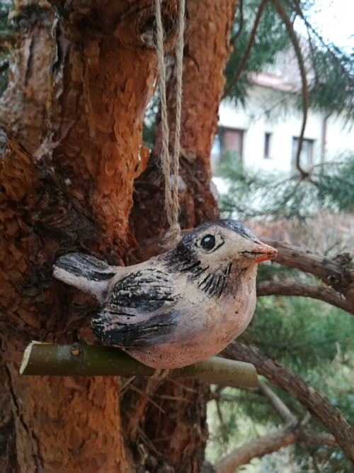 Ptáček střední — foto 2