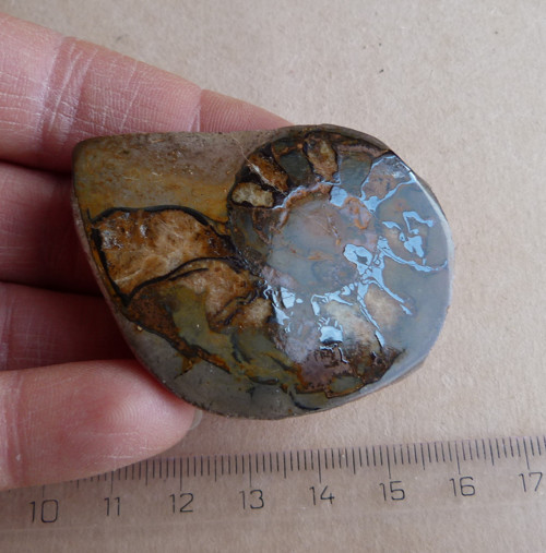 Amonit - 5,4 cm — foto 2