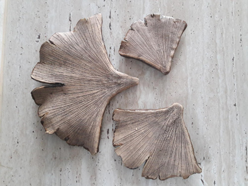 Ginko listy — foto 2