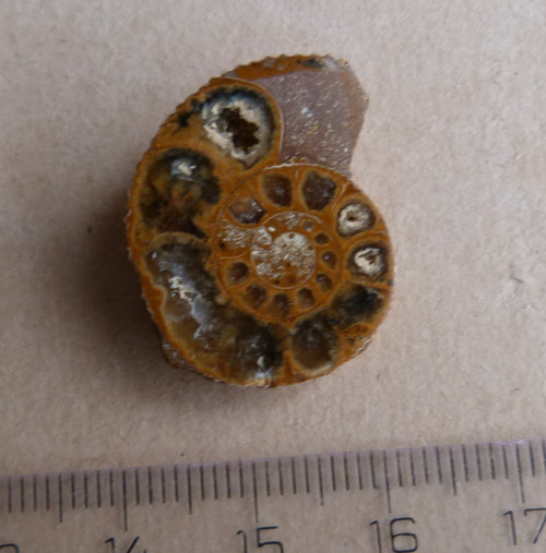 Amonit - 2,6 cm — foto 2