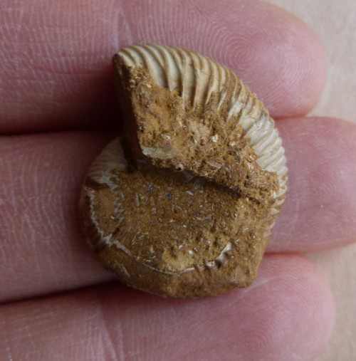 Amonit - 2,6 cm — foto 3