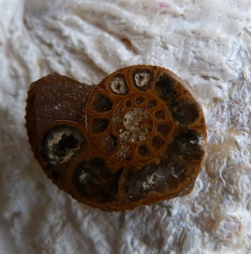 Amonit - 2,6 cm — foto 4