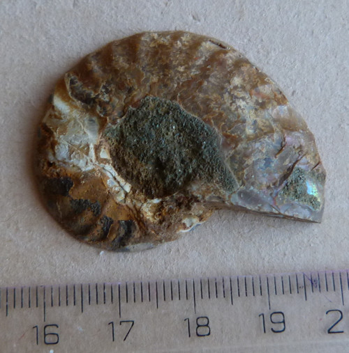 Amonit - 4,2 cm — foto 3