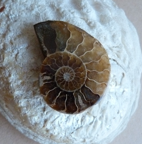 Amonit - 4,2 cm — foto 4