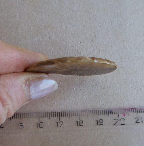 Amonit - 4,2 cm — foto 5
