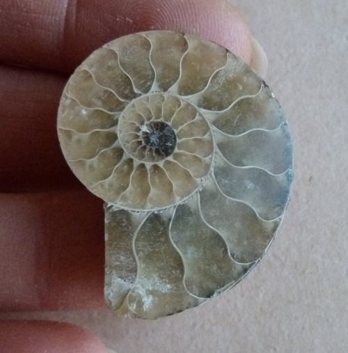 Amonit - 3,5 cm — foto 2