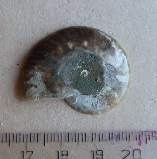 Amonit - 3,5 cm — foto 3