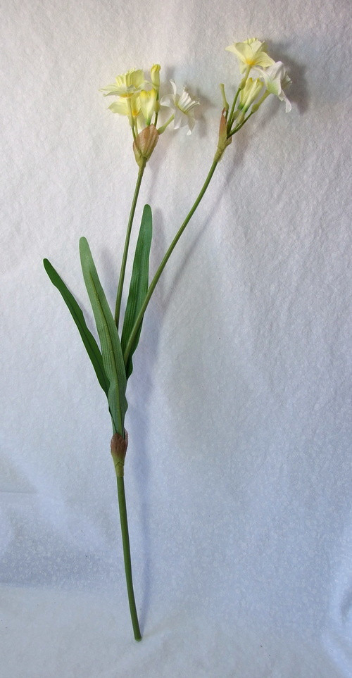 Narcis bledě žlutý 60 cm — foto 2