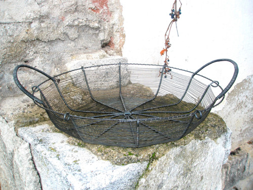 Ušatá ošatka — foto 3