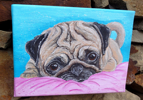 Čumíš jako Pug — foto 2