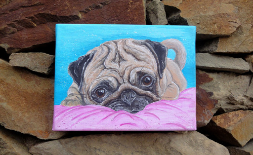 Čumíš jako Pug — foto 4