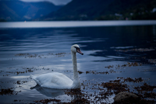 Water bird — foto 4