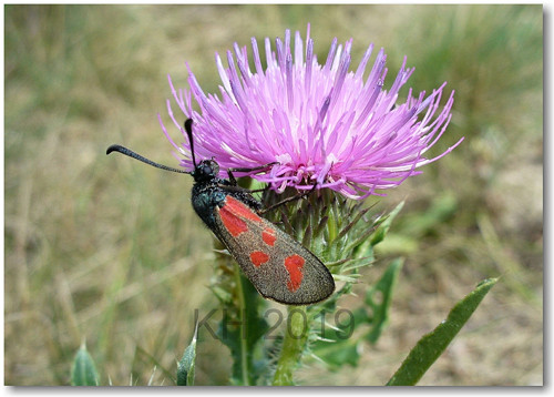 Zygaena filipendulae — foto 2