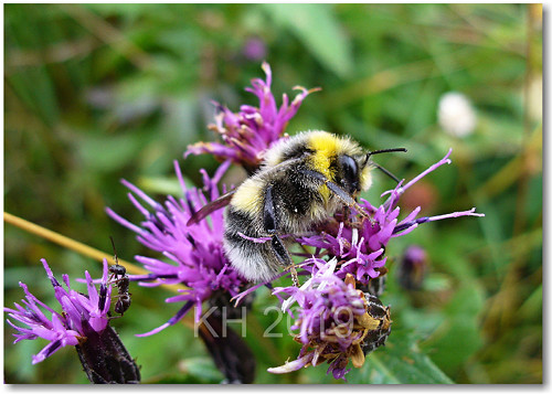 Bombus hortorum a Lasius niger — foto 2