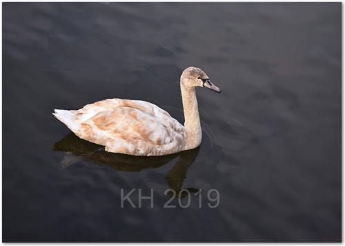 Cygnus olor 4 — foto 2
