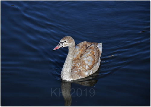 Cygnus olor 2 — foto 2