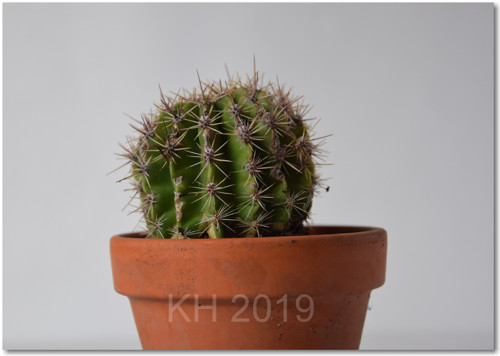 Kaktus — foto 2