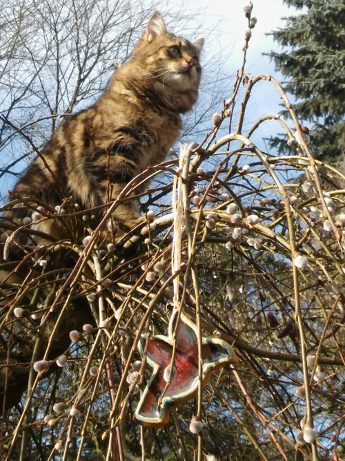 Ptáček — foto 6