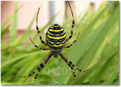 Argiope bruennichi — foto 2