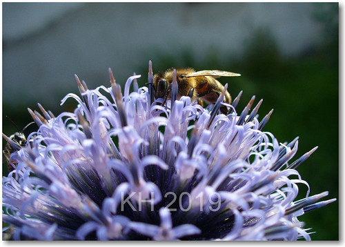 Apis mellifera 4 — foto 2