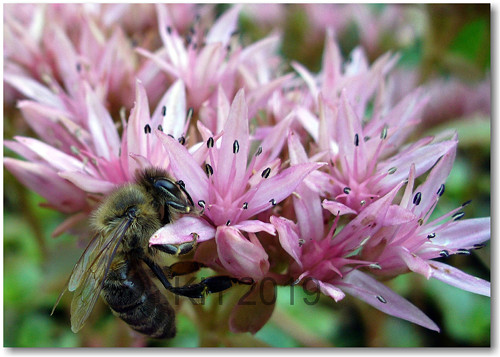 Apis mellifera — foto 2