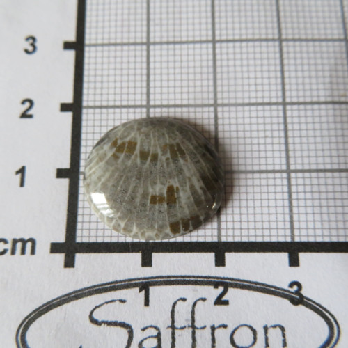 Bryozoan Kabošon - č.3 — foto 2