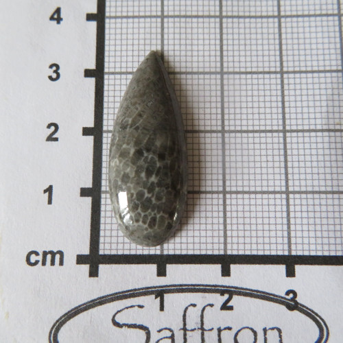 Bryozoan Kabošon - č.4 — foto 2