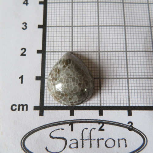 R Bryozoan Kabošon - č.6 — foto 2