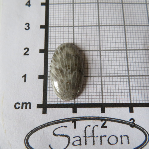 Bryozoan Kabošon - č.8 — foto 2