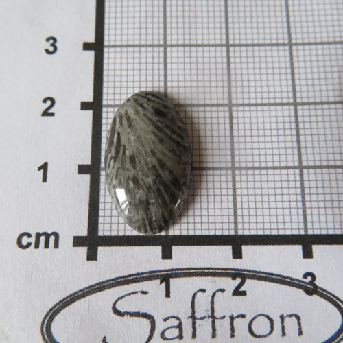 Bryozoan Kabošon - č.9 — foto 2