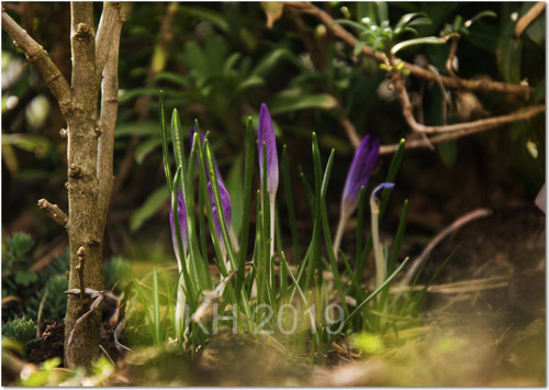 Krokus — foto 2