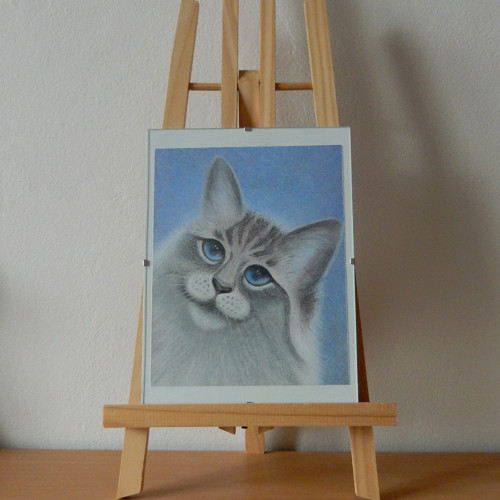 Modroočka — foto 3