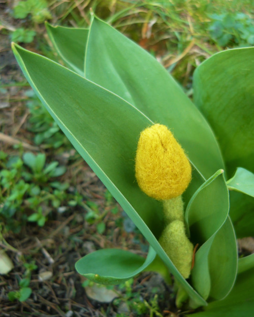 Tulipánová brož žlutá — foto 3