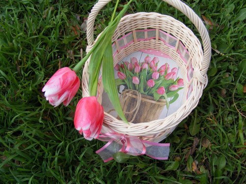Tulipánový — foto 5