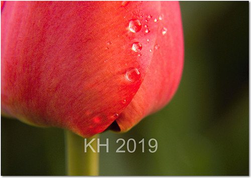 Tulipán — foto 2