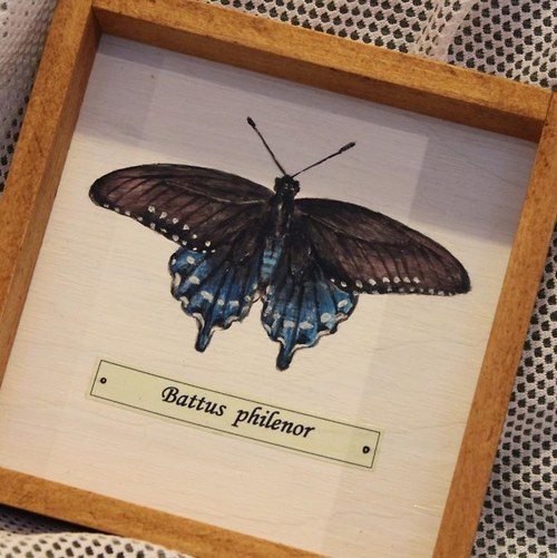 Battus philenor — foto 3