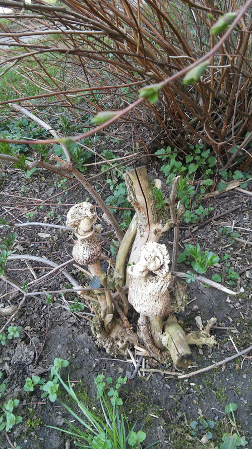 Tvorečkové Duo. — foto 4