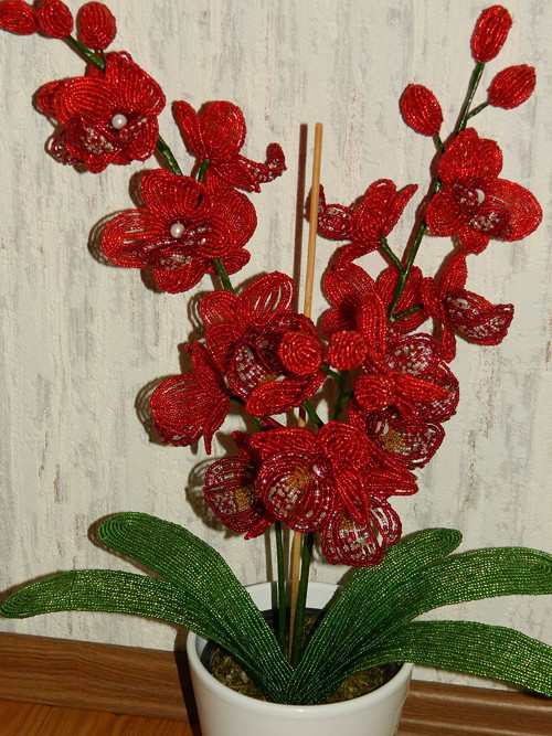 Orchideje — foto 2