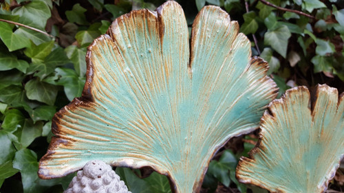 Ginko listy — foto 4