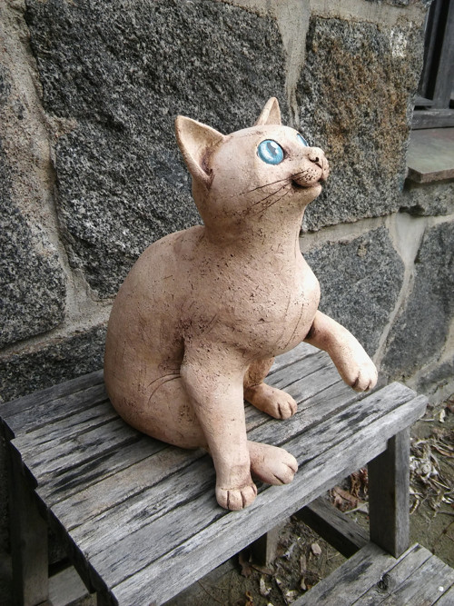 Kočka modroočka (rezervace) — foto 3