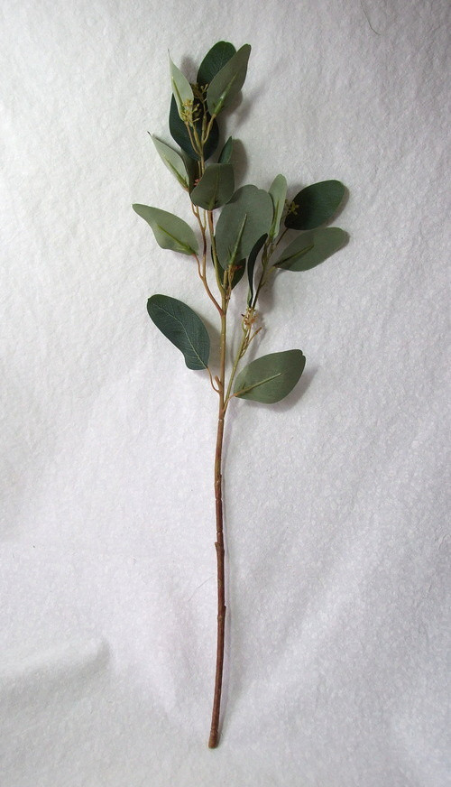 Eukalyptus velkolistý — foto 2
