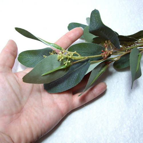 Eukalyptus velkolistý — foto 3
