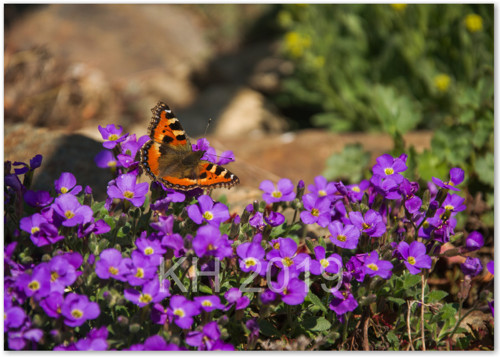 Aglais urticae — foto 2