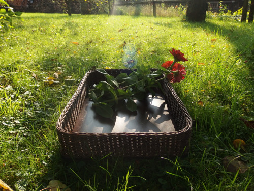 Tmavě hnědý podnos, tác — foto 2