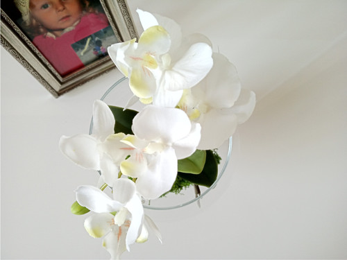 Orchidej ve skle — foto 3