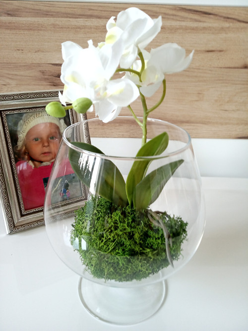 Orchidej ve skle — foto 4